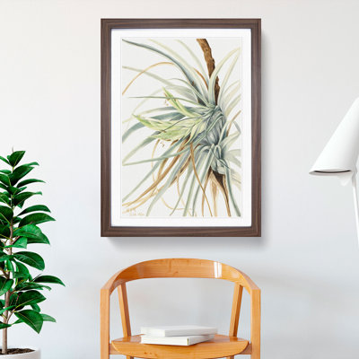 Wild Pineapple by Mary Vaux Walcott - Picture Frame Painting