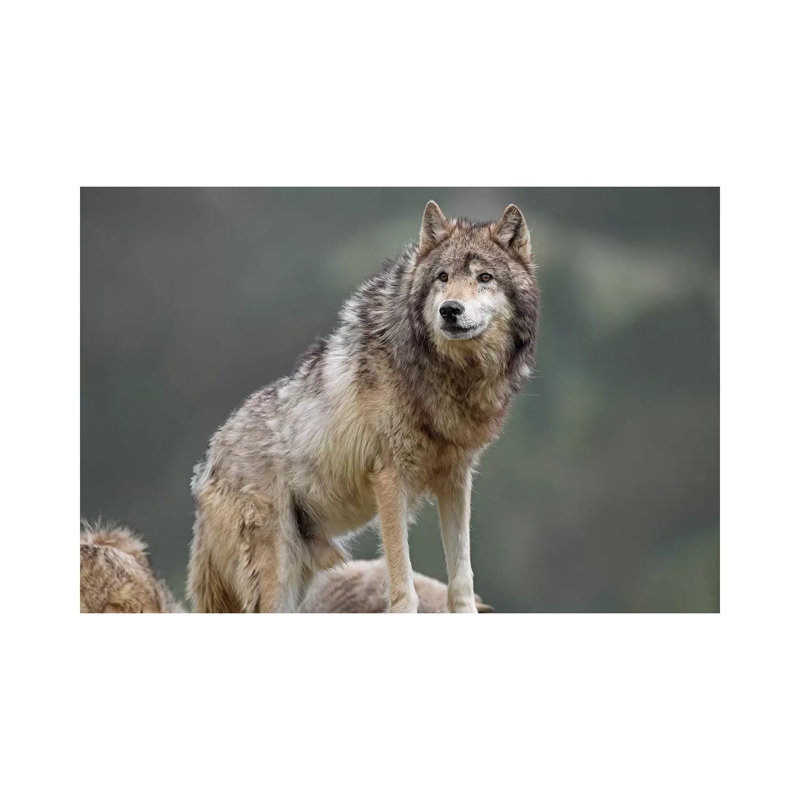 Grey Wolf, North America I by Tim Fitzharris - Wrapped Canvas Print, 20.32 cm H x 30.48 cm W