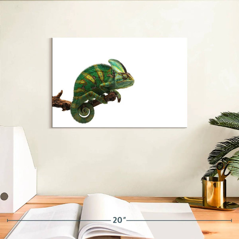 Caméléon à voile vert, H 8 po x l 12 po