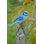 Jay on Branch Statue