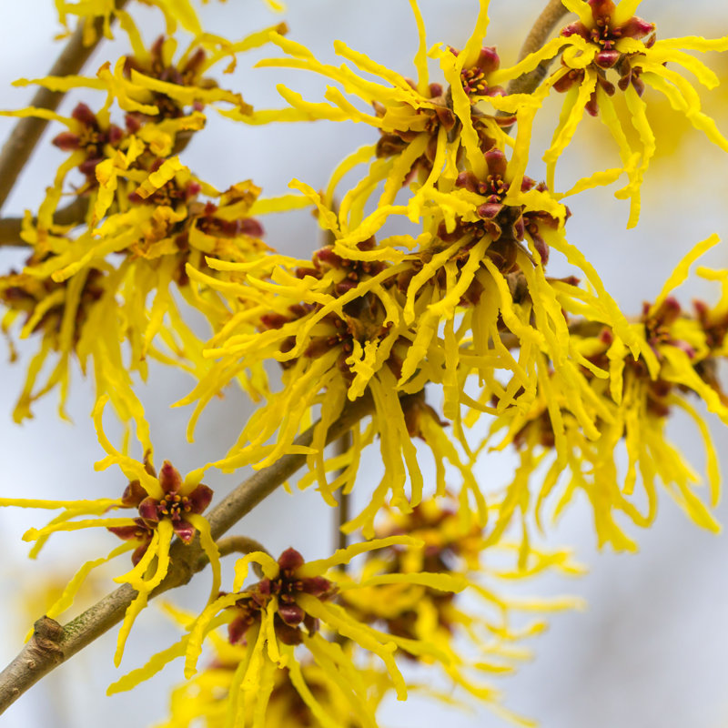 Wild Witch Hazel par Hildaweges - photographie sur toile tendue, H 36 po x l 36 po x P 1,25 po