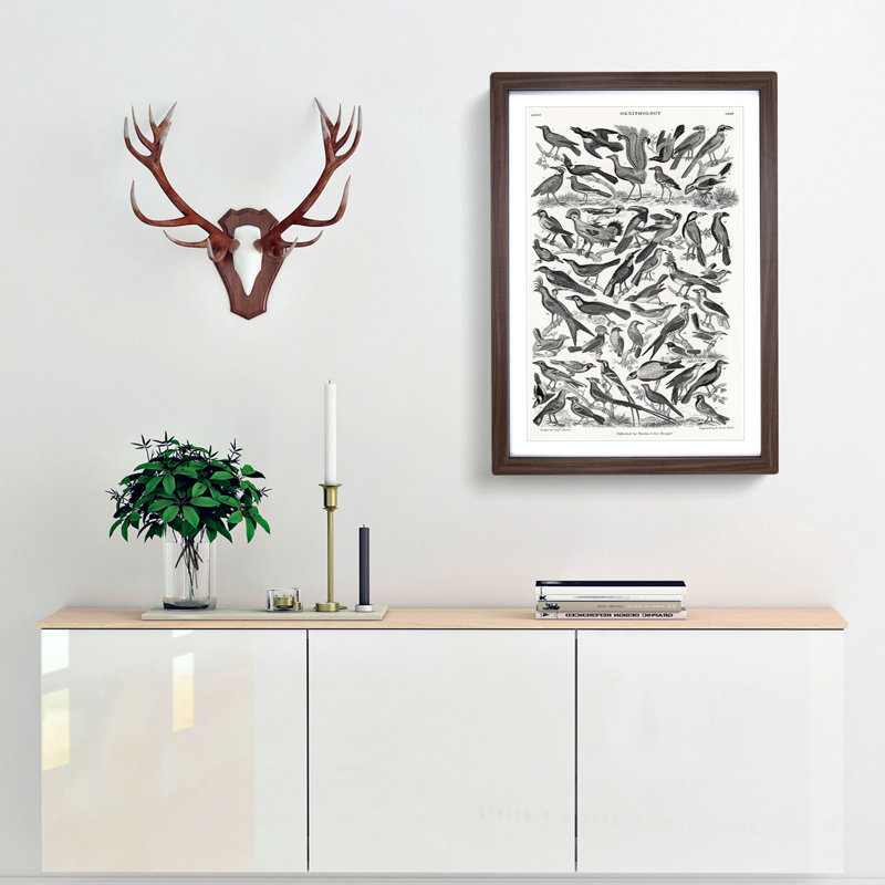 Ornithology the Study of Birds LXXIX by Oliver Goldsmith - Picture Frame Drawing Print, Walnut Framed