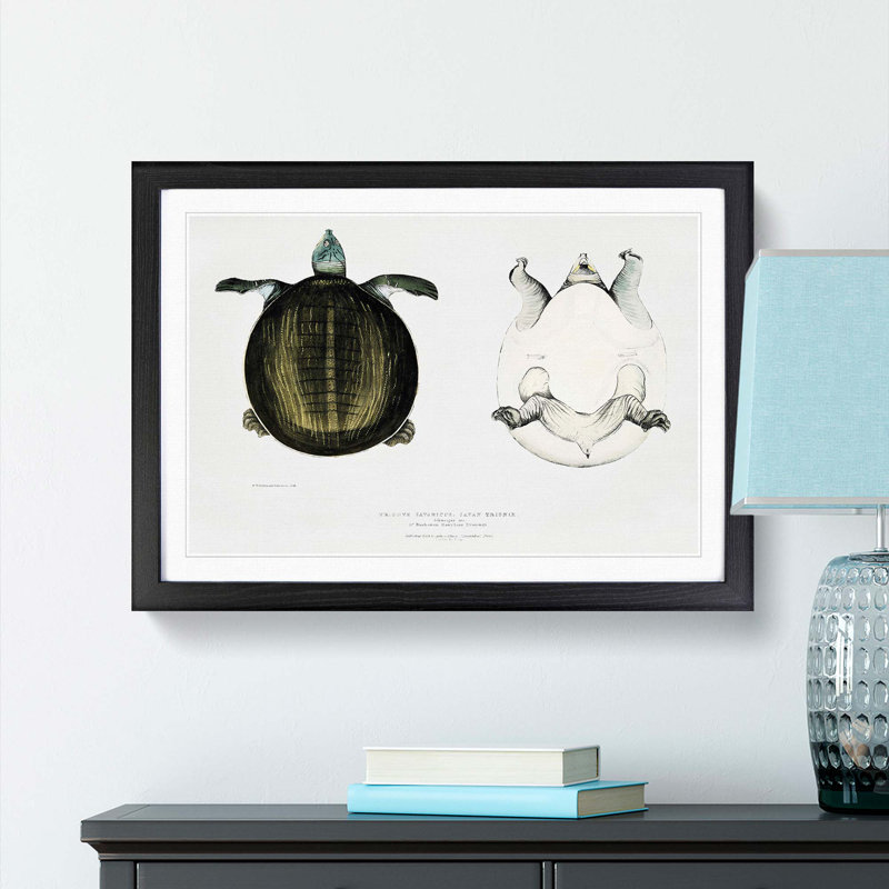 Javan Trionyx Turtle by John Edward Gray - Picture Frame Graphic Art Print, Black Framed, 36cm H x 48cm W x 2cm D