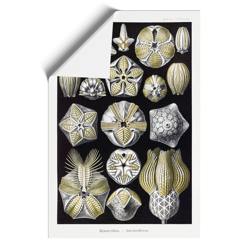 Blastoid Sea Buds by Ernst Haeckel - Frameless Print, 42cm H x 30cm W x 0.1cm D