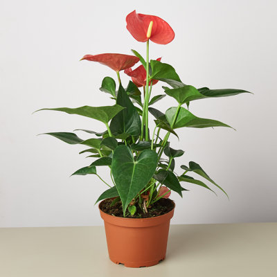 House Plant Shop Live Foliage Plant Low Maintenance Plant Rattan