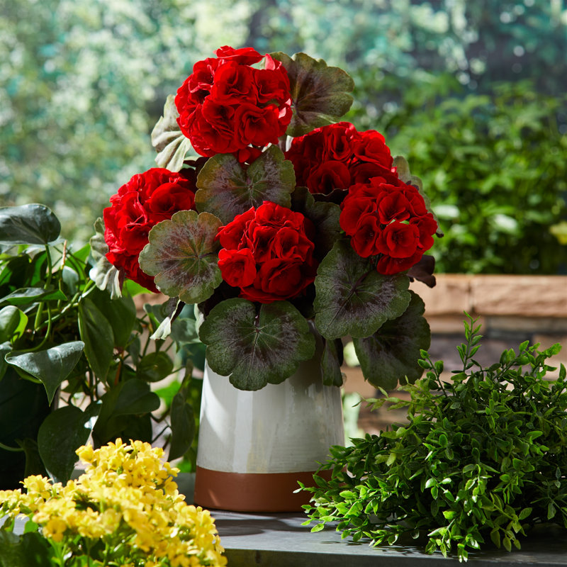 Géranium buisson floral, Rouge