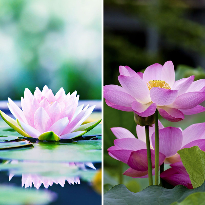 Cloison pliante à 3 panneaux, Lotus