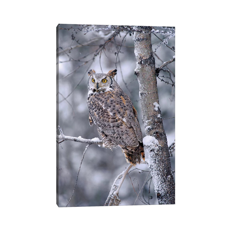 Great Horned Owl Perched In Tree Dusted With Snow by Tim Fitzharris - Wrapped Canvas Print, 20.32 cm H x 30.48 cm W