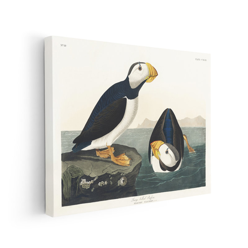 John James Audubon - grand macareux moine, Unframed, Canvas, 08"H x 10"W
