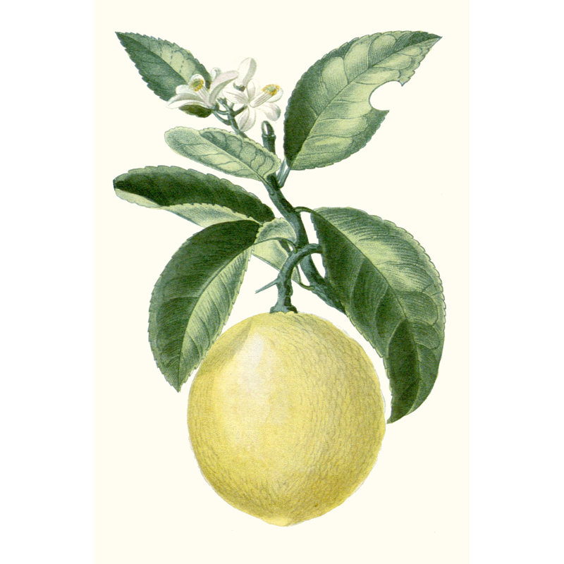 Turpin Fruit I by Turpin - Painting on Canvas, 30cm H x 20cm W, Wrapped Canvas