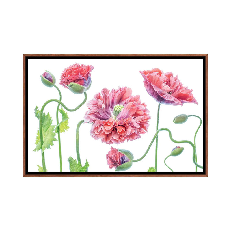 Fancy by Mandy Disher - Floater Frame Painting on Canvas