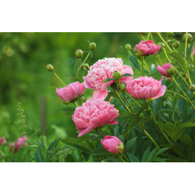 Close-up Of Peonies In Open Field by Birute - Wrapped Canvas Print