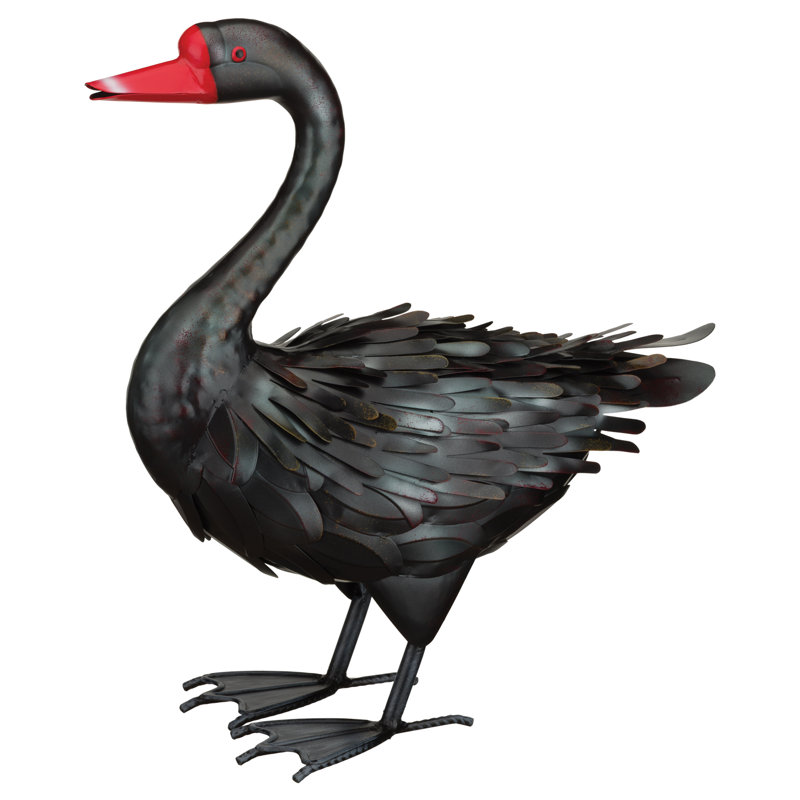 Cygne noir 18 po