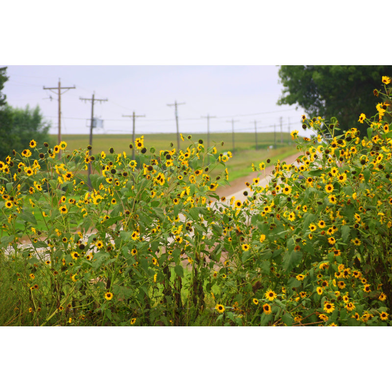 Wildflowers by DarcyMaulsby - Wrapped Canvas Print, 30cm H x 46cm W