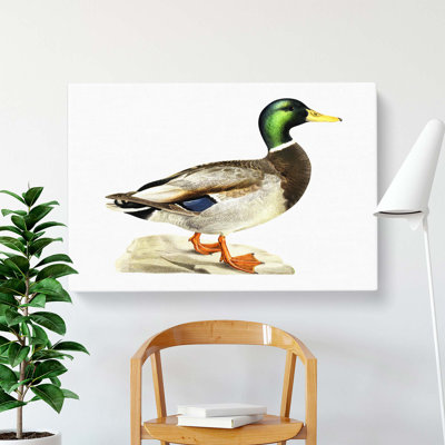A Mallard Duck by Von Wright - Wrapped Canvas
