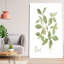 Herbe et basilic - Peinture-715697507-727210638