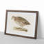 Common Quail by Von Wright - Picture Frame Painting Print-55510338-55510334