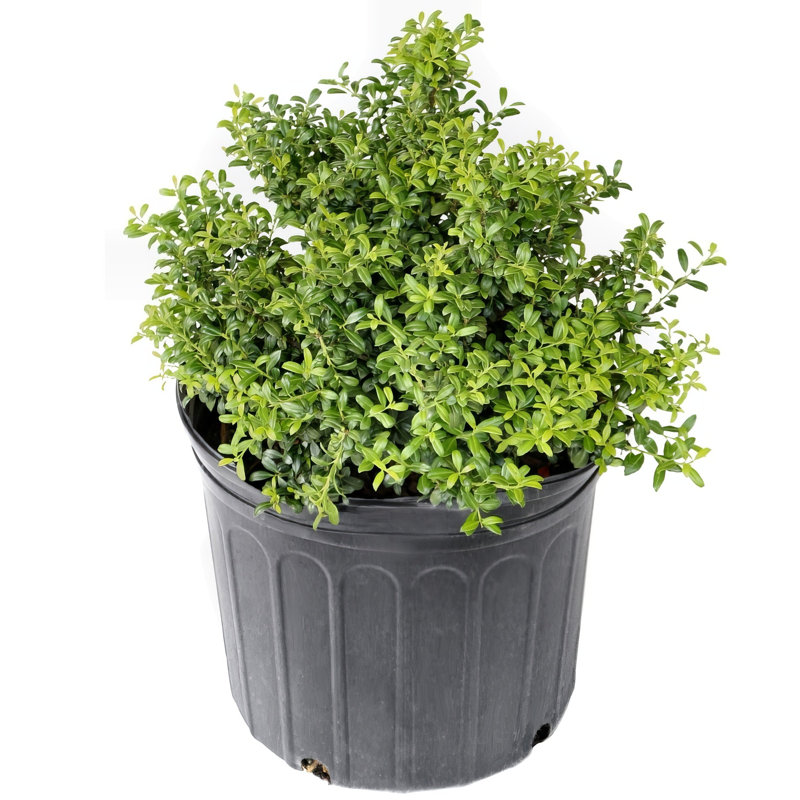 3 gal. Holly Soft Touch