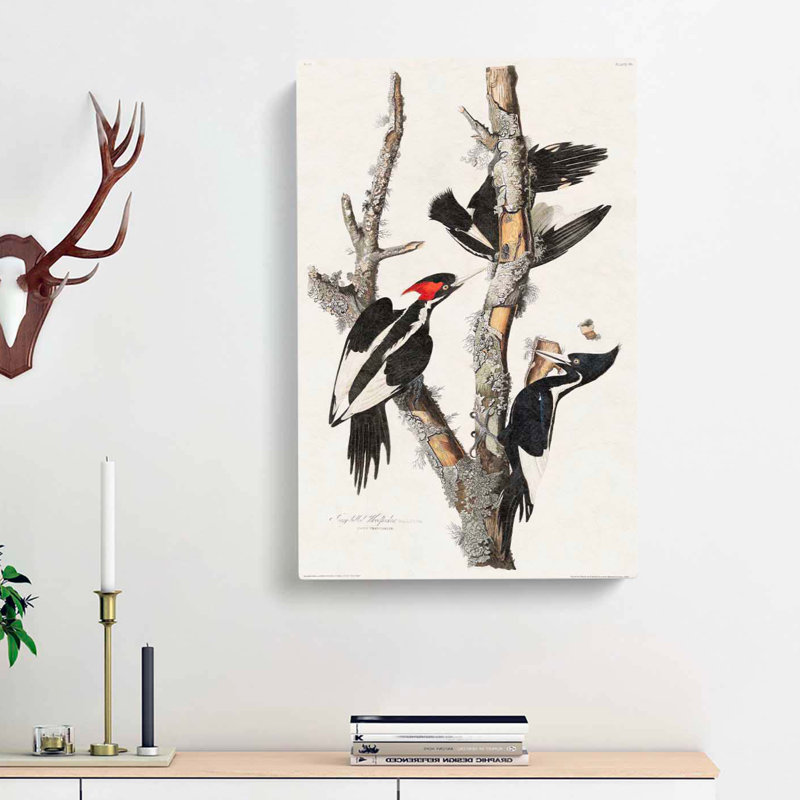 Ivory-billed Woodpeckers by John Audubon - Wrapped Canvas Painting, 76cm H x 50cm W x 3cm D