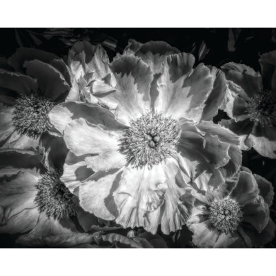 Moody American Peonies 24x36