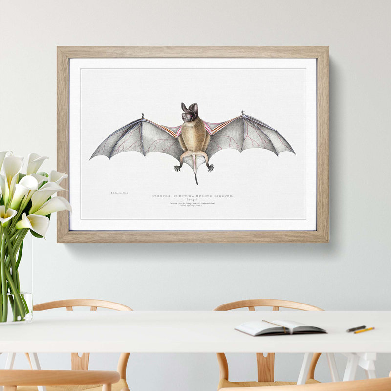 Bat Illustration by John Edward Gray - Picture Frame Painting, Oak, 40cm H x 60cm W x 2cm D
