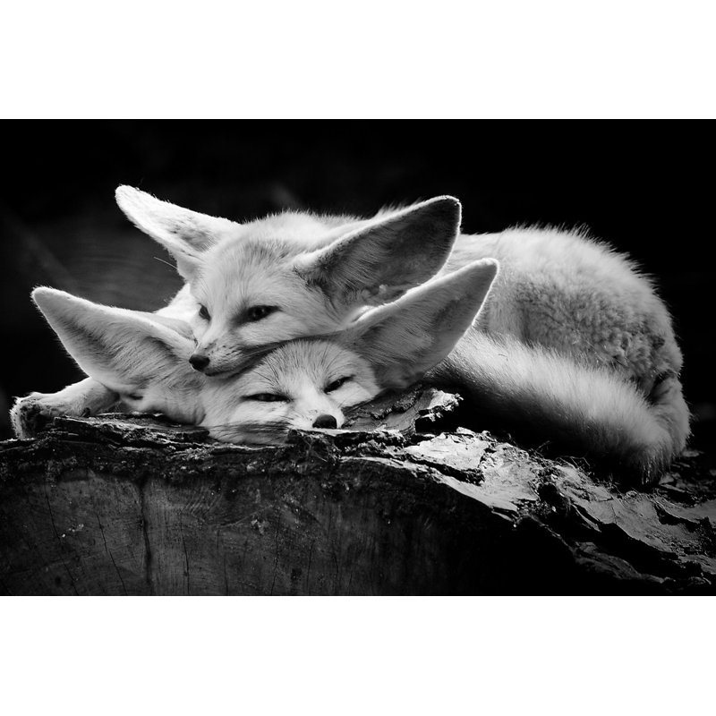 Wrapped Canvas Print, 50.8 cm H x 76.2 cm W