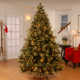 The Holiday Aisle® Carolina Pine Tree with Clear Lights