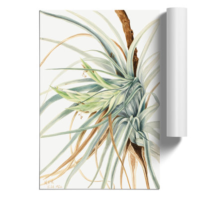 Wild Pineapple by Mary Vaux Walcott - Frameless Print