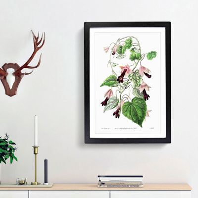 Purple Bell Vine Flowers - Framed Print