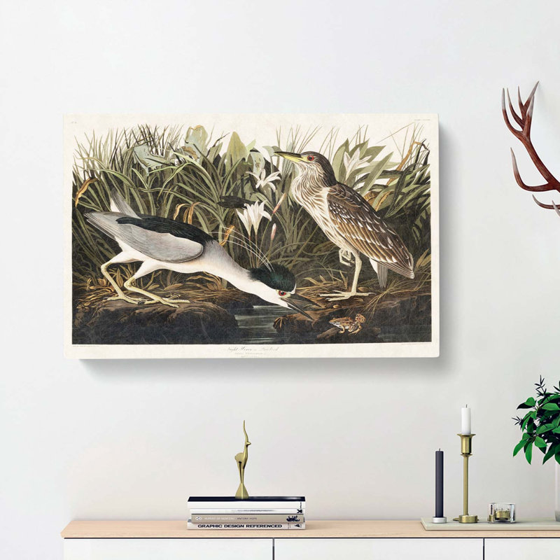 Night Heron by John James Audubon - Wrapped Canvas, 35cm H x 50cm W x 3cm D
