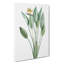 Bird of Paradise Flower by Pierre-Joseph Redoute - Wrapped Canvas-55371768