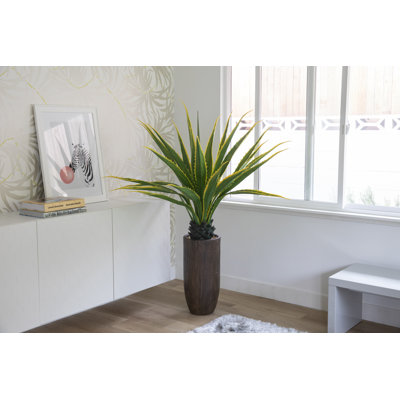 Agave en pot Panama