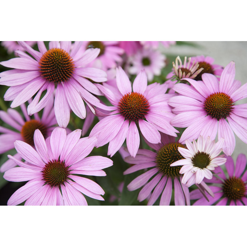 Épinacée rose (Echinacée purpurea) dans le jardin par Aloha_17, H 24 po x l 36 po