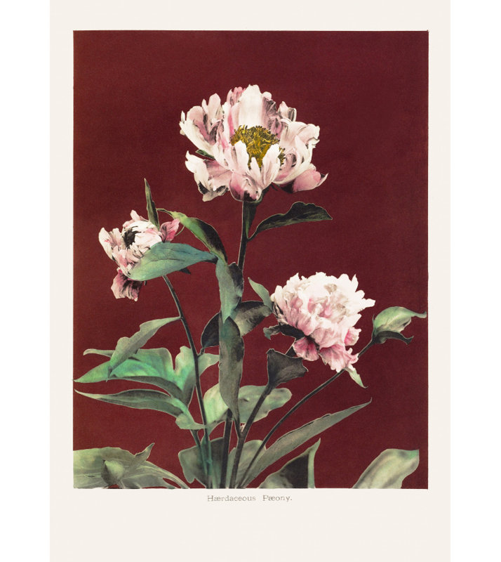 Wrapped Canvas Print, 76.2 cm H x 50.8 cm W