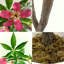 Plant-1621475788