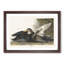 Dusky Duck by John James Audubon - Framed Print-55621213-55621214