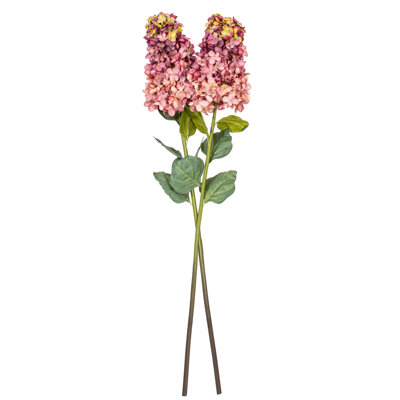 Hydrangea Stem