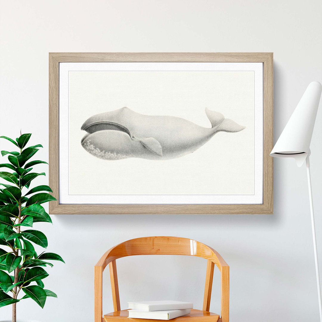 Bowhead Whale by C.M. Scammon - Framed Print