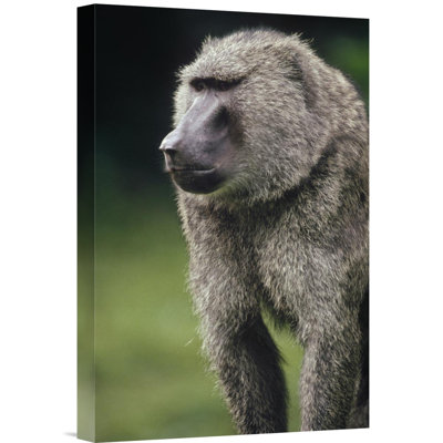 " Olive Baboon Male Portrait "