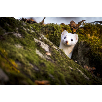 Weasel - Wrapped Canvas Print