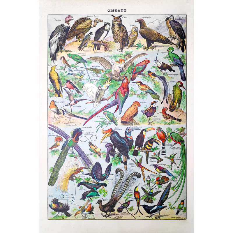 19Th Century Illustration About Birds by Gwengoat - Wrapped Canvas Print, 30cm H x 20cm W x 3.8cm D