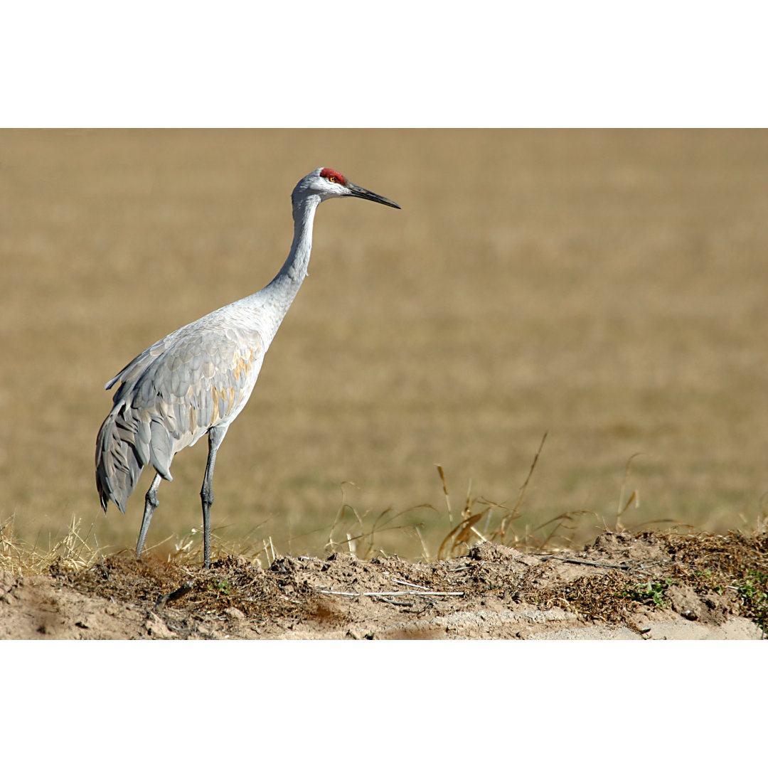 Sandhill Crane by Cjmckendry - Druck