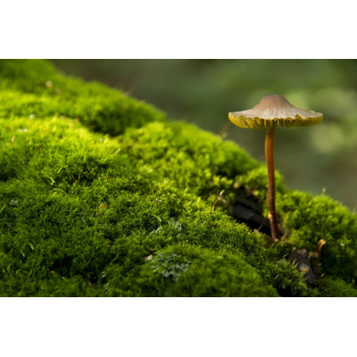 " Closeup Of Mushroom " by Vkph