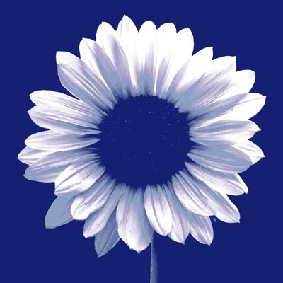 Bleu marine tournesol