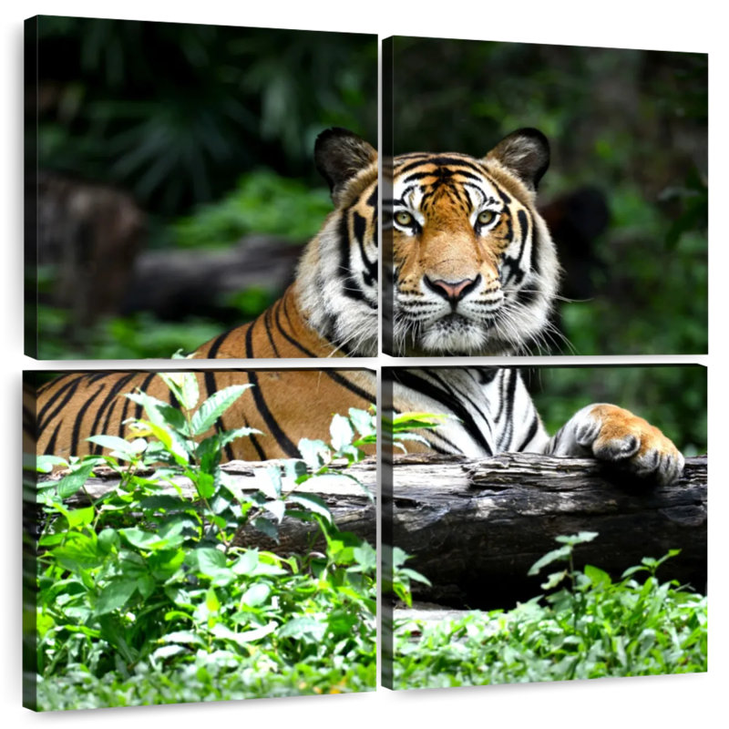 Tigre du Bengale au repos Brampt