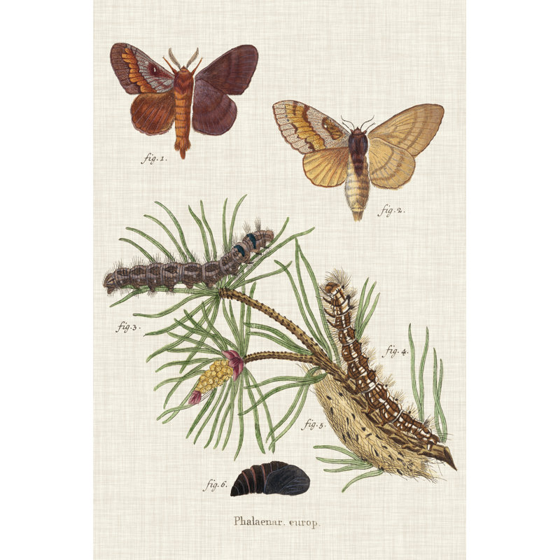 Life Cycle Of A Moth II by Johann Esper - Wrapped Canvas Art Prints, 46cm H x 30cm W