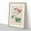 Cabbage Rose by Pierre-Joseph Redoute - Framed Print-55513175-55513174