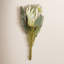 Large Protea Flower Stem