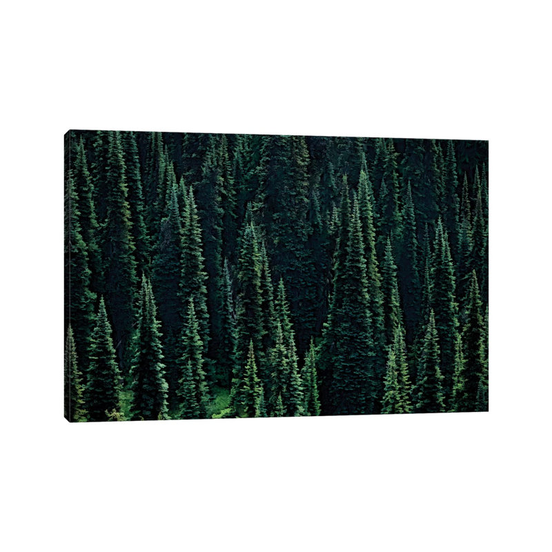Fir Forest 1 Piece Wall Art on Canvas, 30.48cm H x 45.72cm W x 1.91cm D, Wrapped Canvas