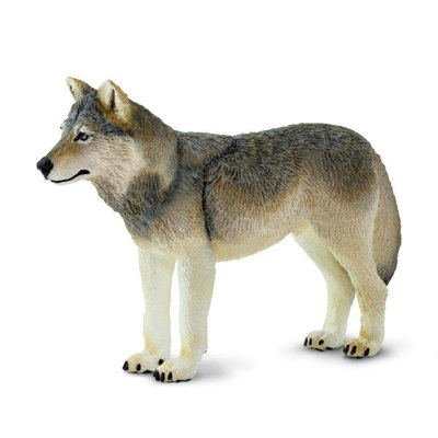 Loup gris